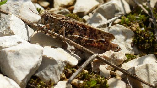 Calliptamus sp.